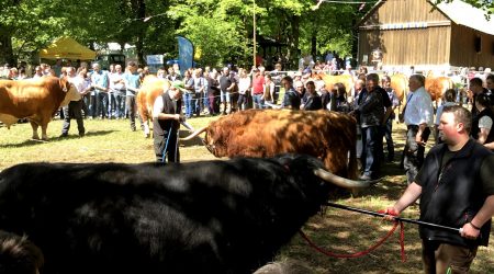 Stier op Stünzelfest